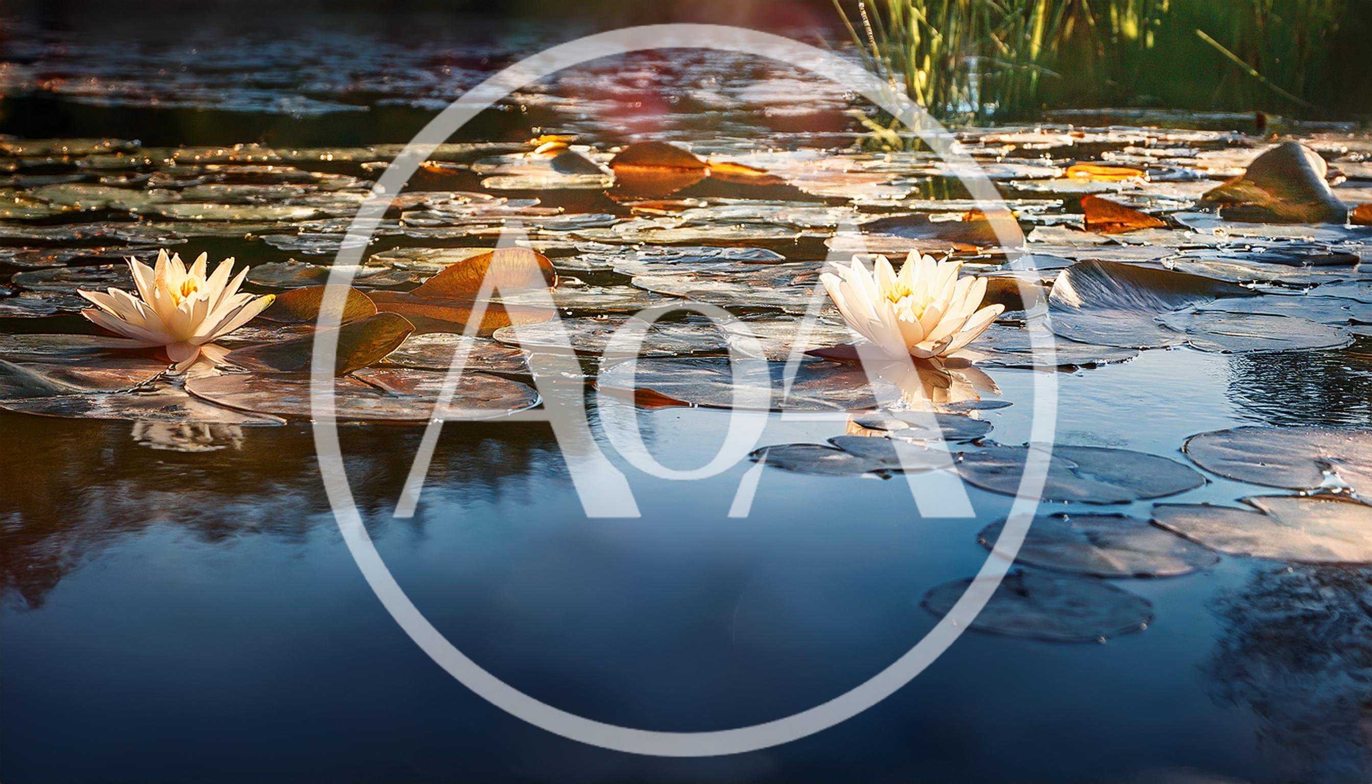 Two White Water Lilies Floating On A Calm Pond