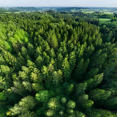 Aerial View Of Dense Coniferous Forest Canopy
