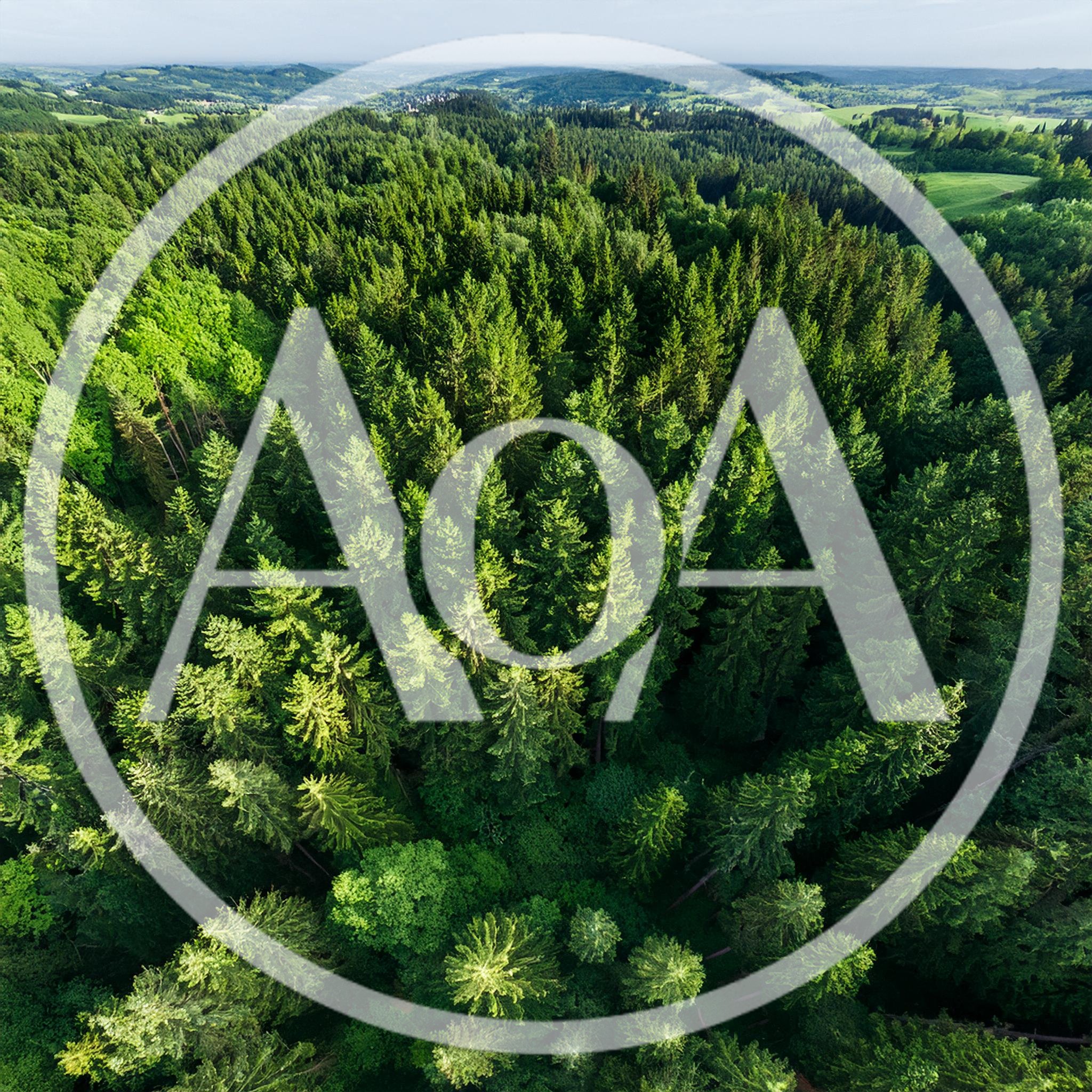 Aerial View Of Dense Coniferous Forest Canopy