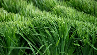 Lush Green Grass Blades In A Field