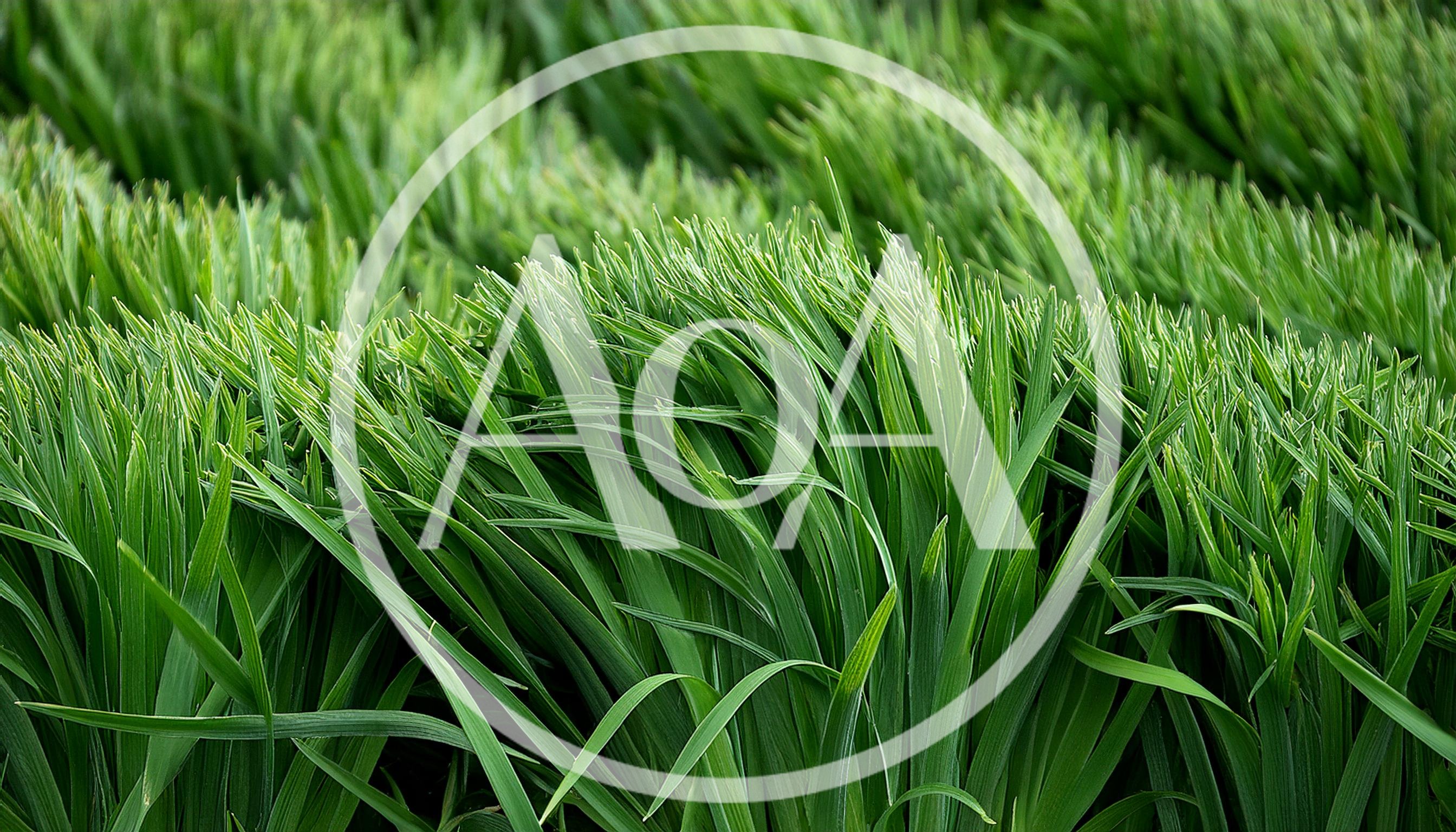 Lush Green Grass Blades In A Field