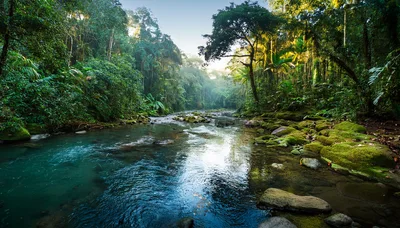 Serene Tropical River Flowing Through Lush Rainforest