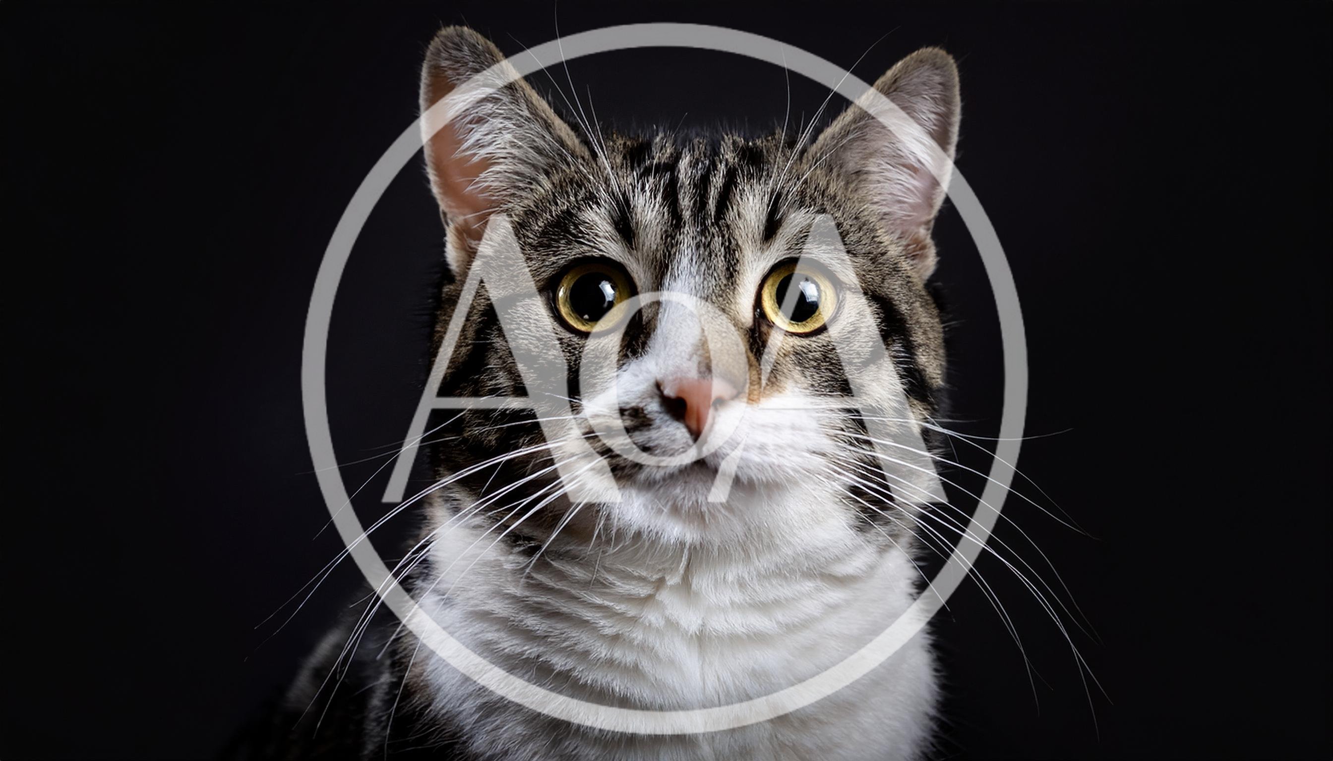 Portrait Of A Tabby Cat Against Black Background