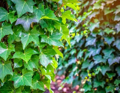 Lush Green Ivy Leaves Growing On A Garden Wall