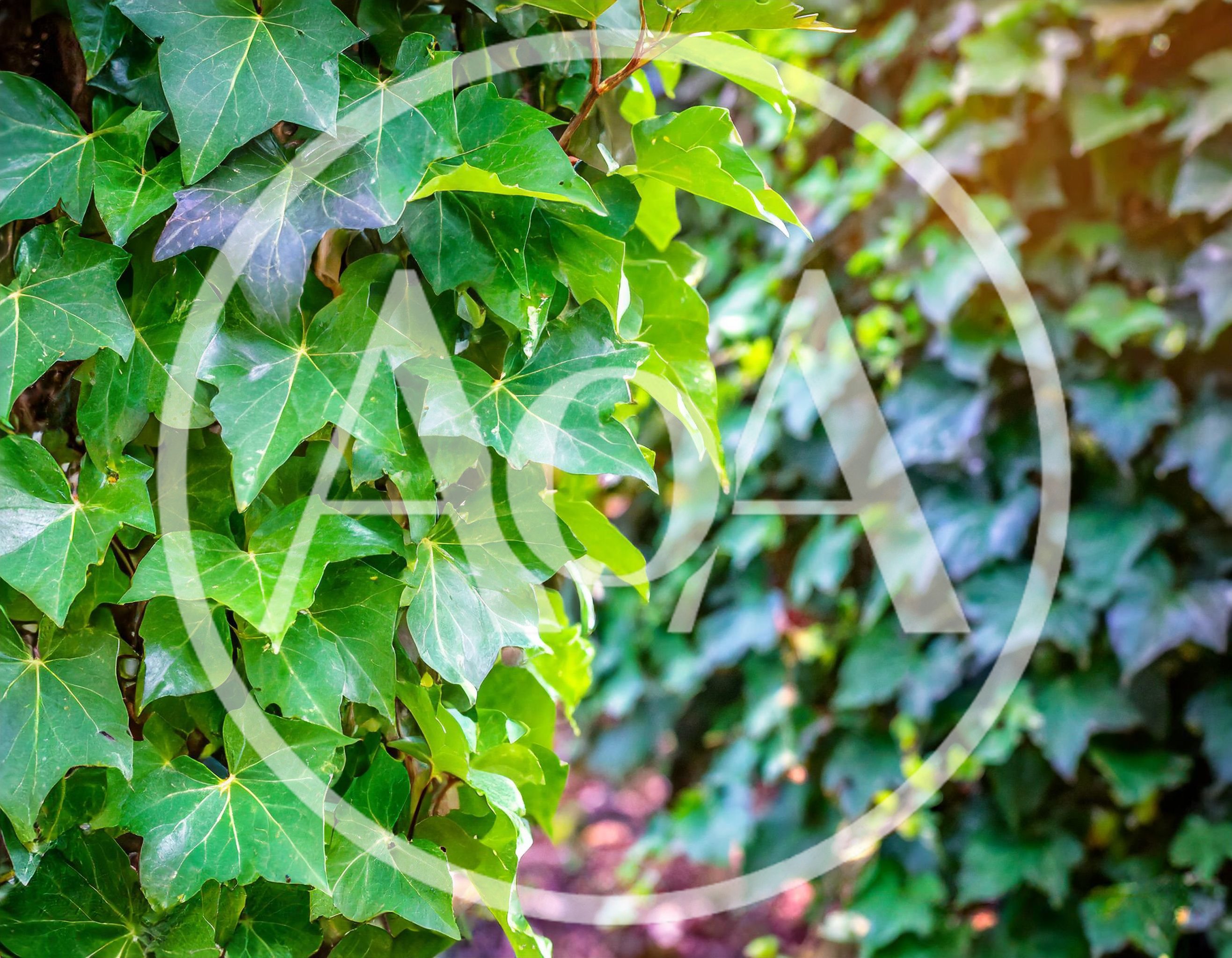 Lush Green Ivy Leaves Growing On A Garden Wall