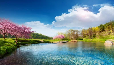 Cherry Blossom Trees Along A Clear Riverbank