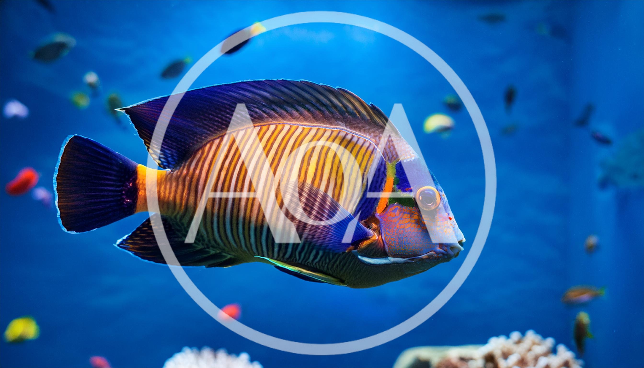 Emperor Angelfish Swimming In A Vibrant Coral Reef
