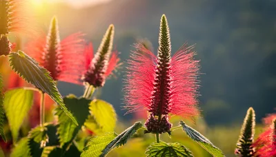Vibrant Red Acalypha Hispida Flowers in Golden Hour Sunlight