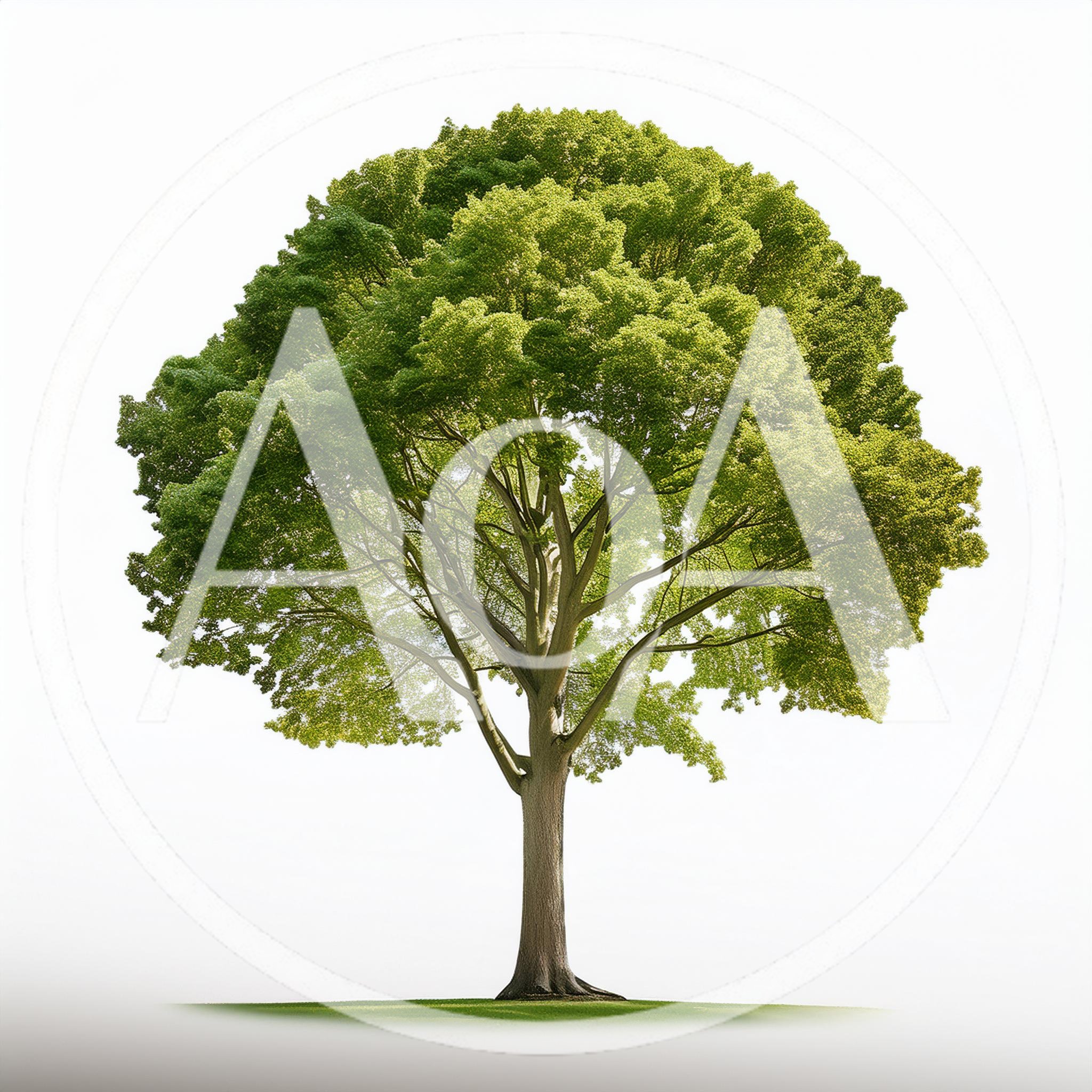 Majestic Deciduous Tree With Lush Green Foliage