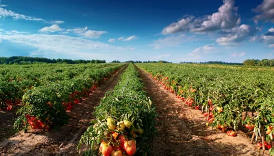 Rows Of Ripe Tomatoes In A Sunny Field