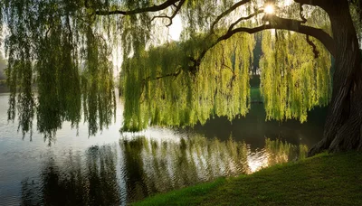 Weeping Willow Tree Overhanging A Calm River