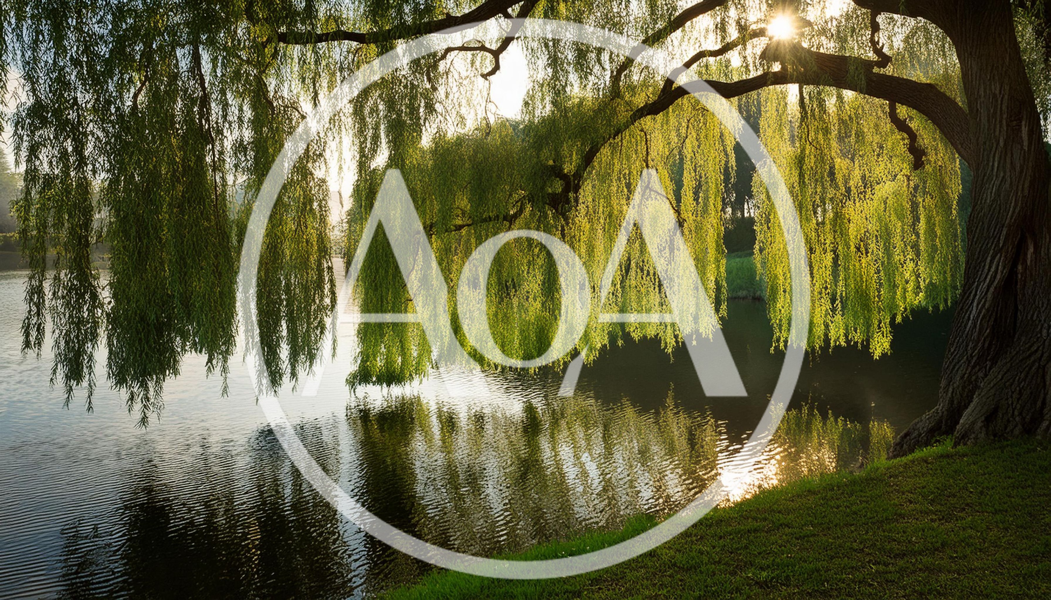 Weeping Willow Tree Overhanging A Calm River