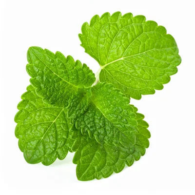 Fresh Green Lemon Balm Leaves Isolated On White