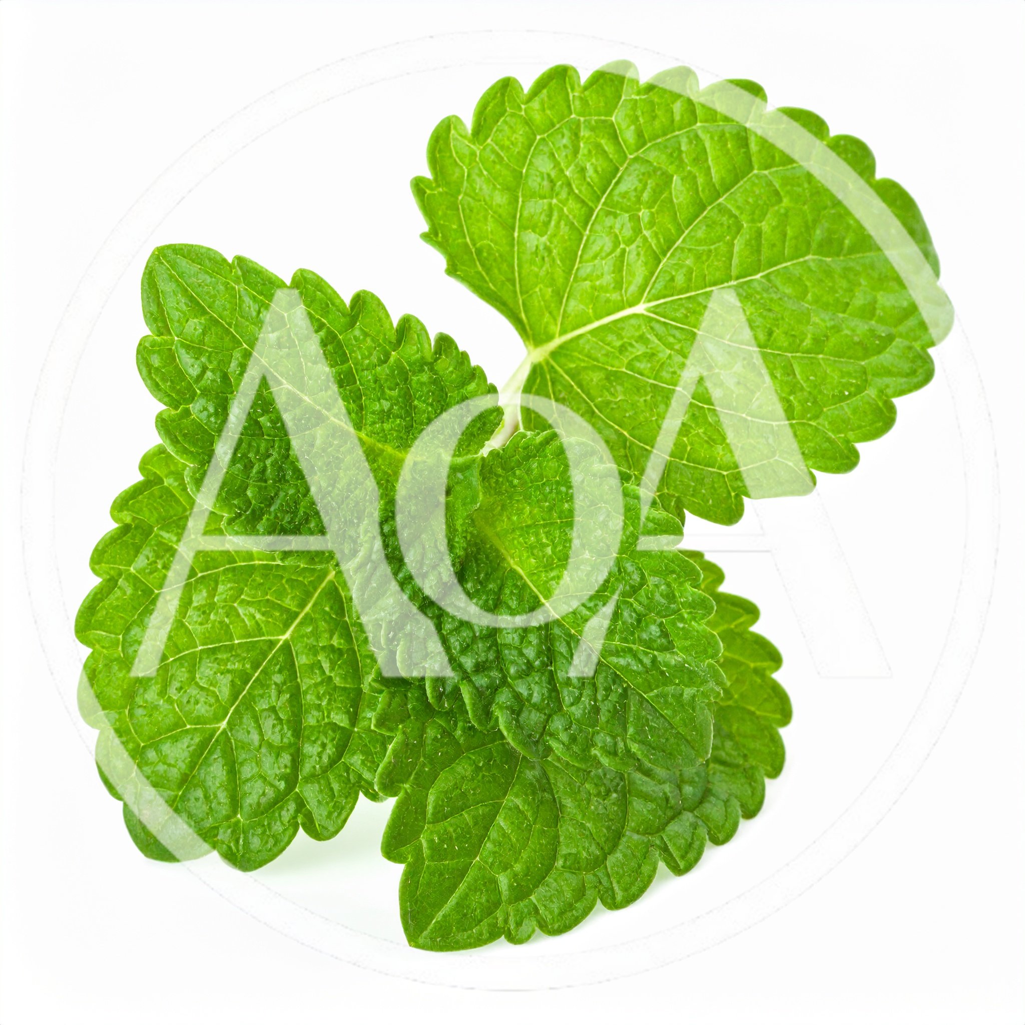 Fresh Green Lemon Balm Leaves Isolated On White