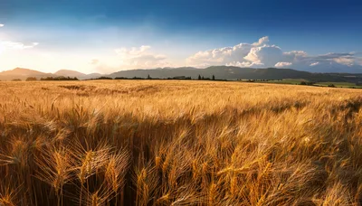 Golden Wheat Field Under A Dramatic Sunset Sky