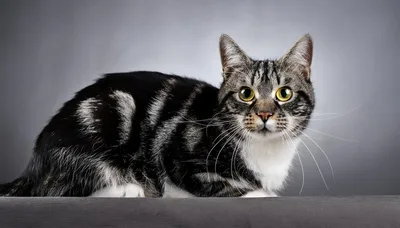 Studio Portrait Of A Tabby Cat