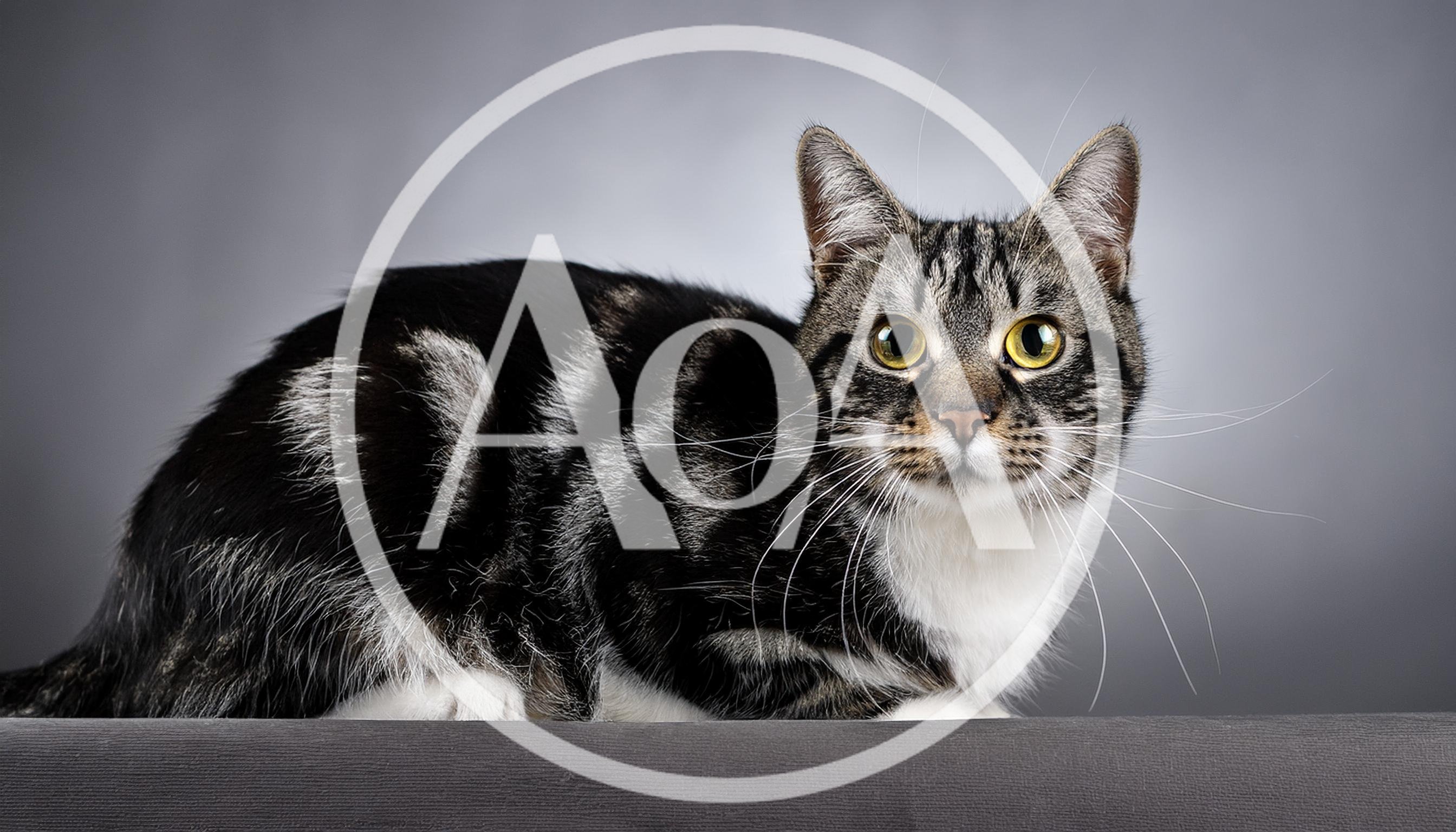 Studio Portrait Of A Tabby Cat