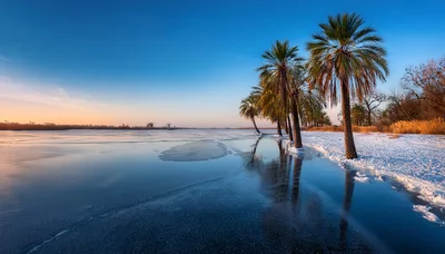 Palm Trees Along A Frozen Lake At Sunrise