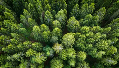 Aerial View Of A Dense Coniferous Forest