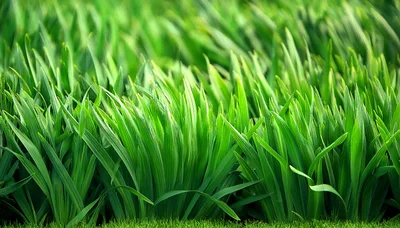 Lush Green Grass Blades In A Meadow