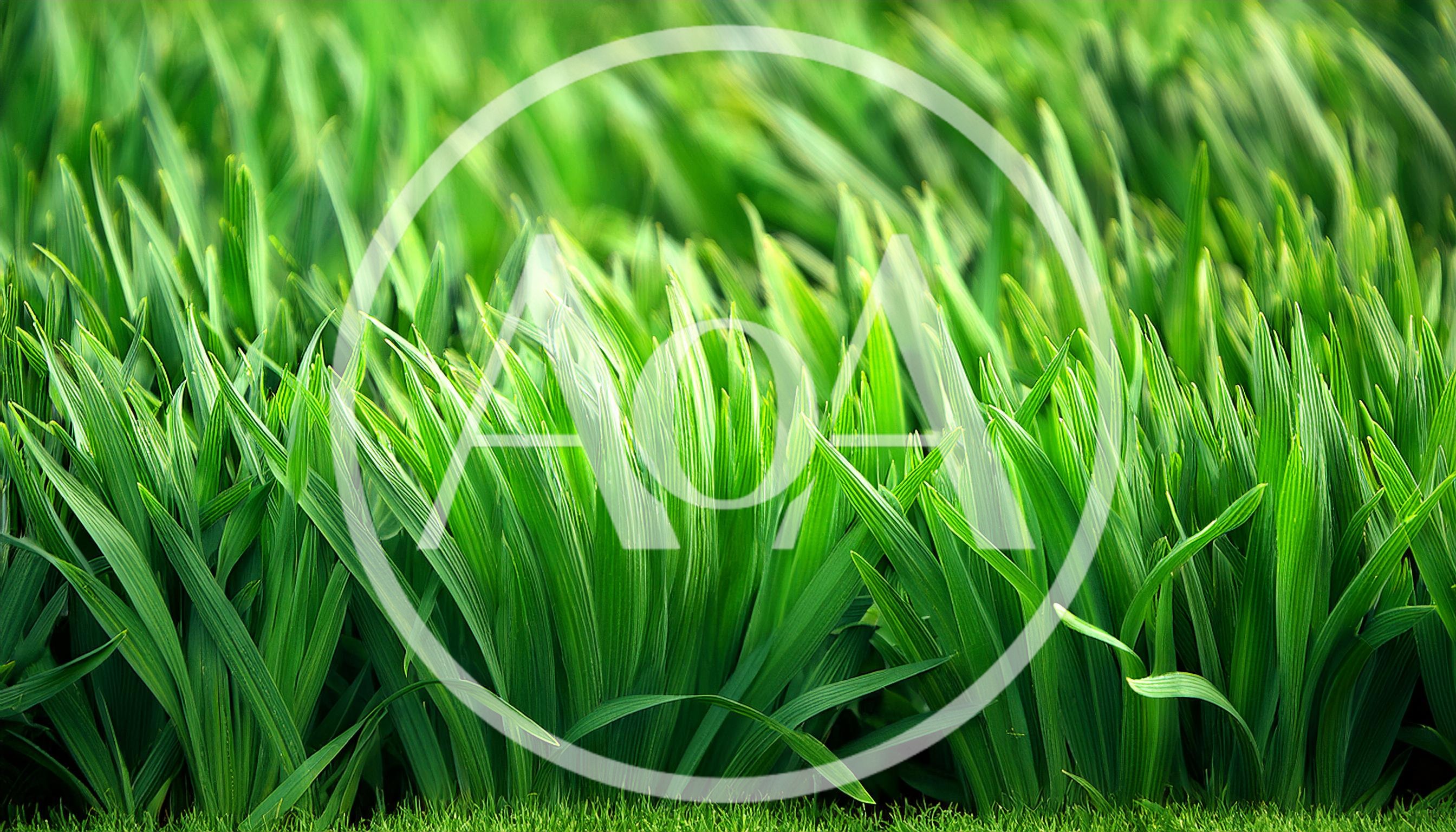 Lush Green Grass Blades In A Meadow