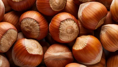 Close Up Of Fresh Raw Hazelnuts