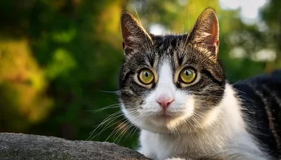 Close Up Portrait Of A Tabby Cat Outdoors