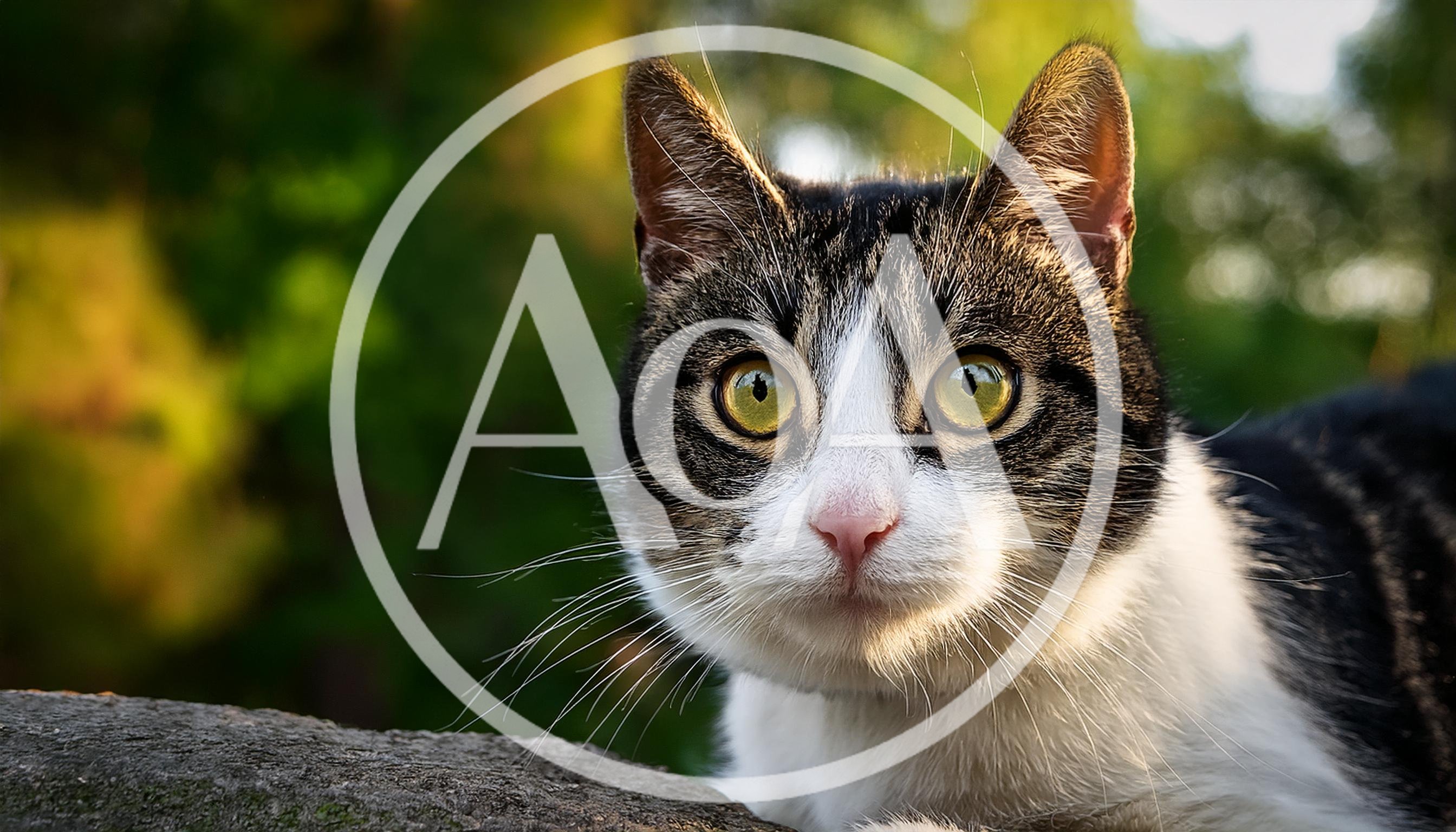 Close Up Portrait Of A Tabby Cat Outdoors