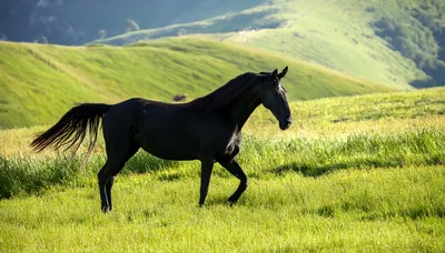Black Horse Walking Through A Green Meadow