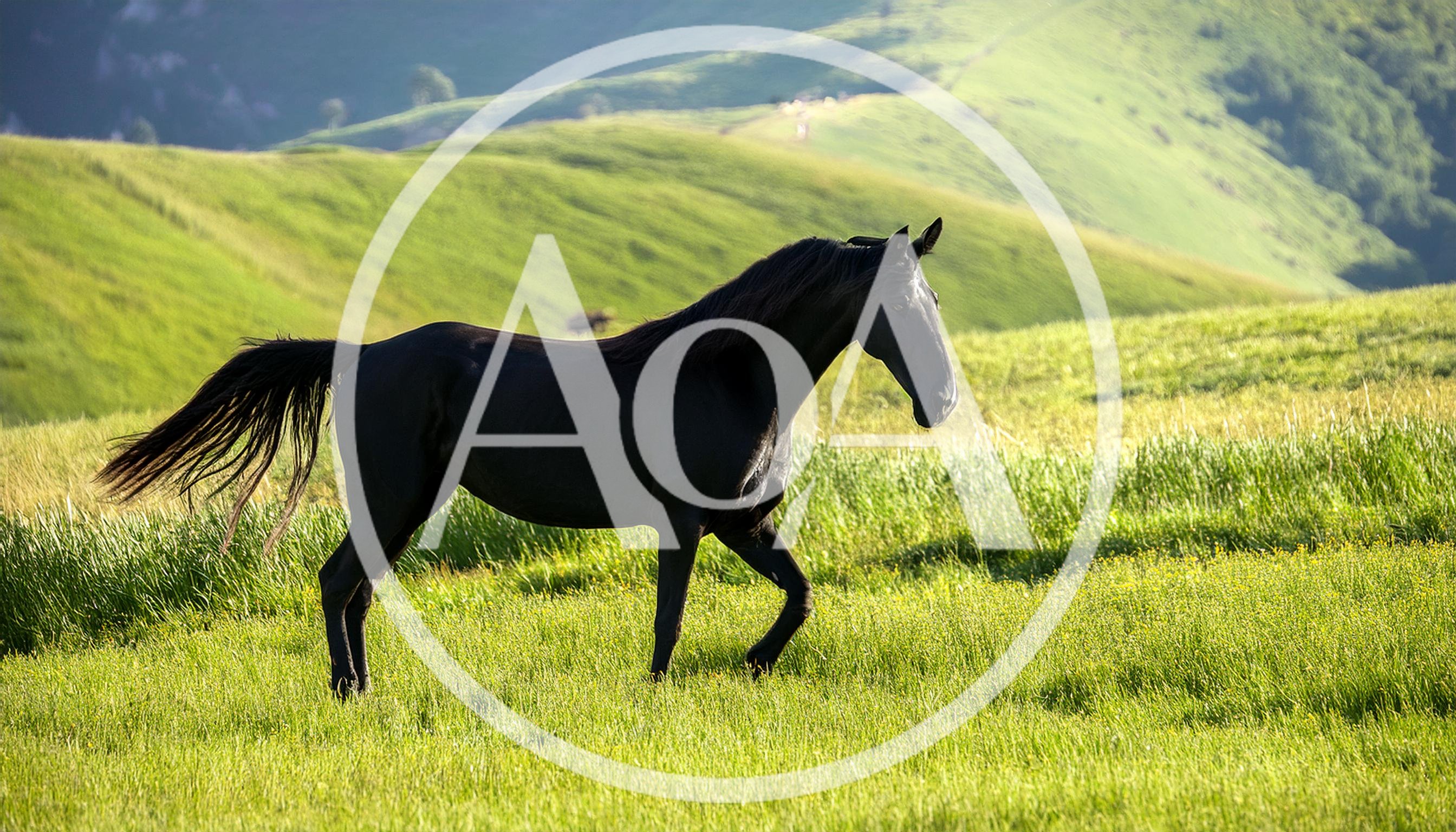 Black Horse Walking Through A Green Meadow