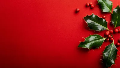 Holly Leaves and Berries on Red Background