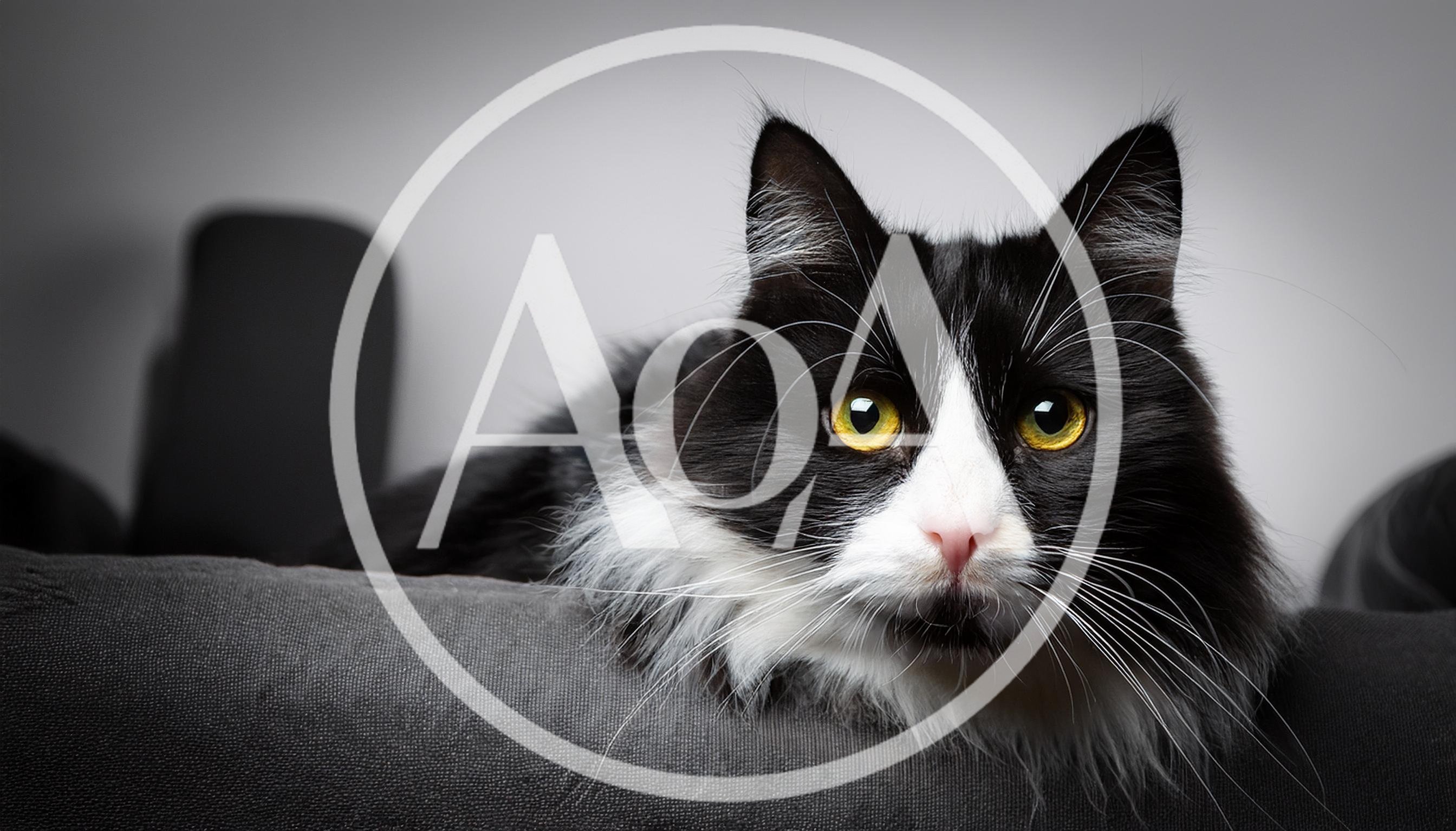 Black and White Long-Haired Cat Resting on Sofa
