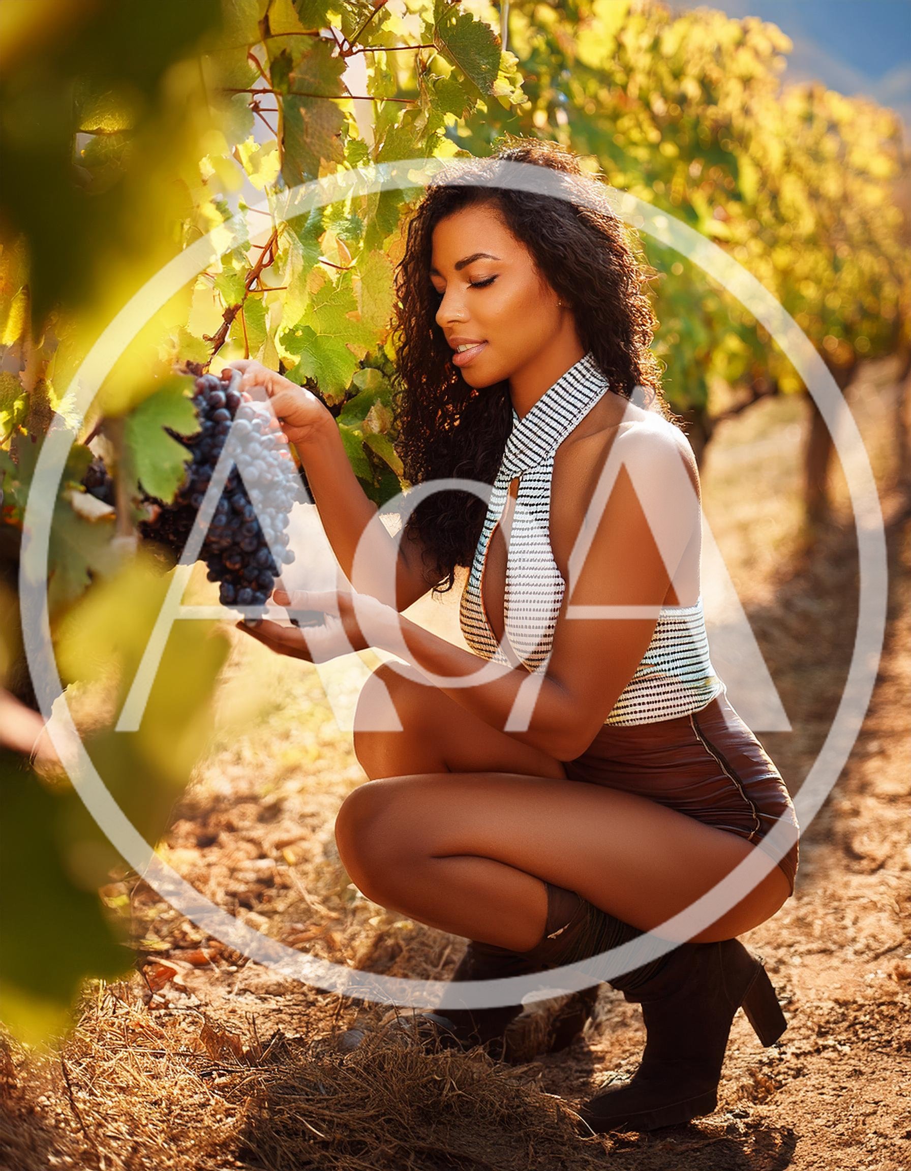 Young Woman Harvesting Grapes in a Sunny Vineyard