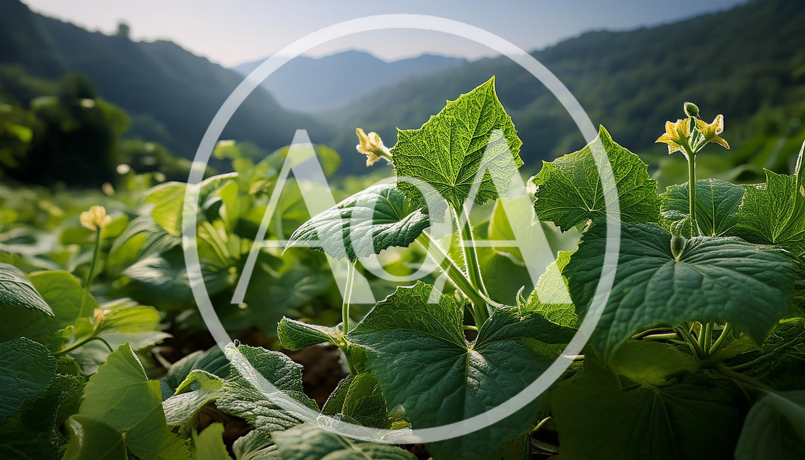 Cucumber Plants Growing In A Sunny Mountain Field