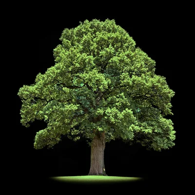 Large Deciduous Oak Tree Isolated On Black Background