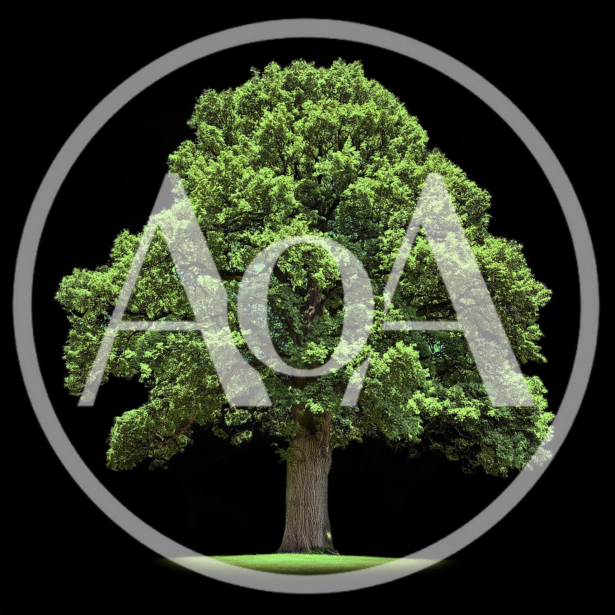 Large Deciduous Oak Tree Isolated On Black Background