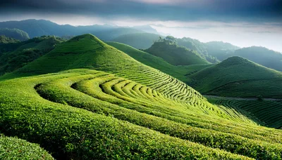 Lush Green Tea Plantation Terraces On Rolling Hills