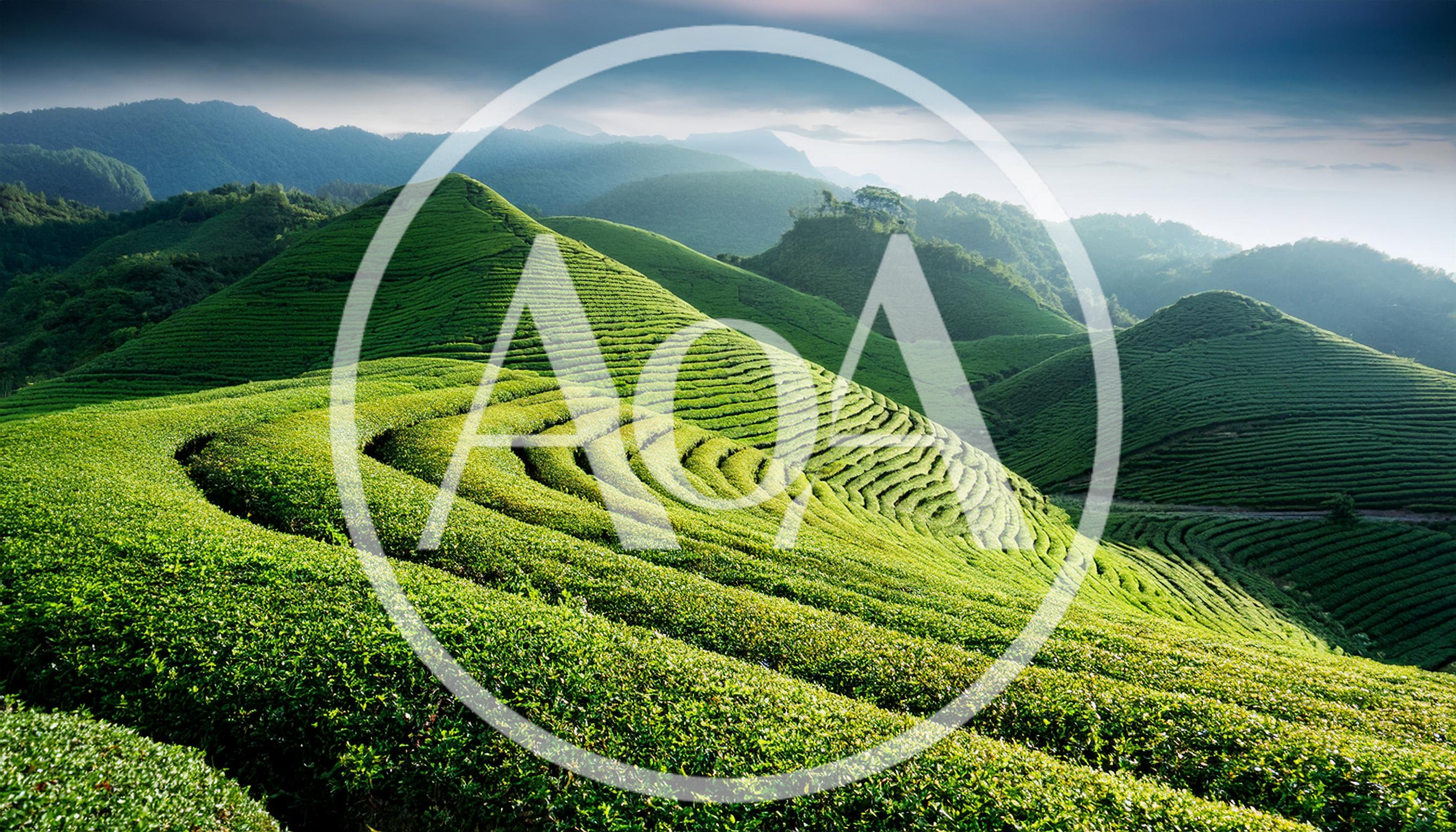 Lush Green Tea Plantation Terraces On Rolling Hills