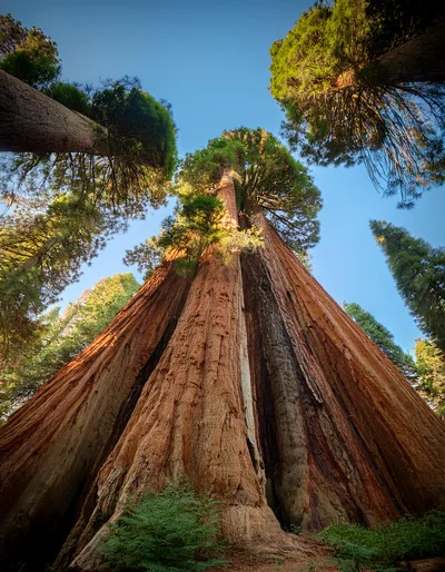 Giant Sequoia Tree Looking Up From The Forest Floor