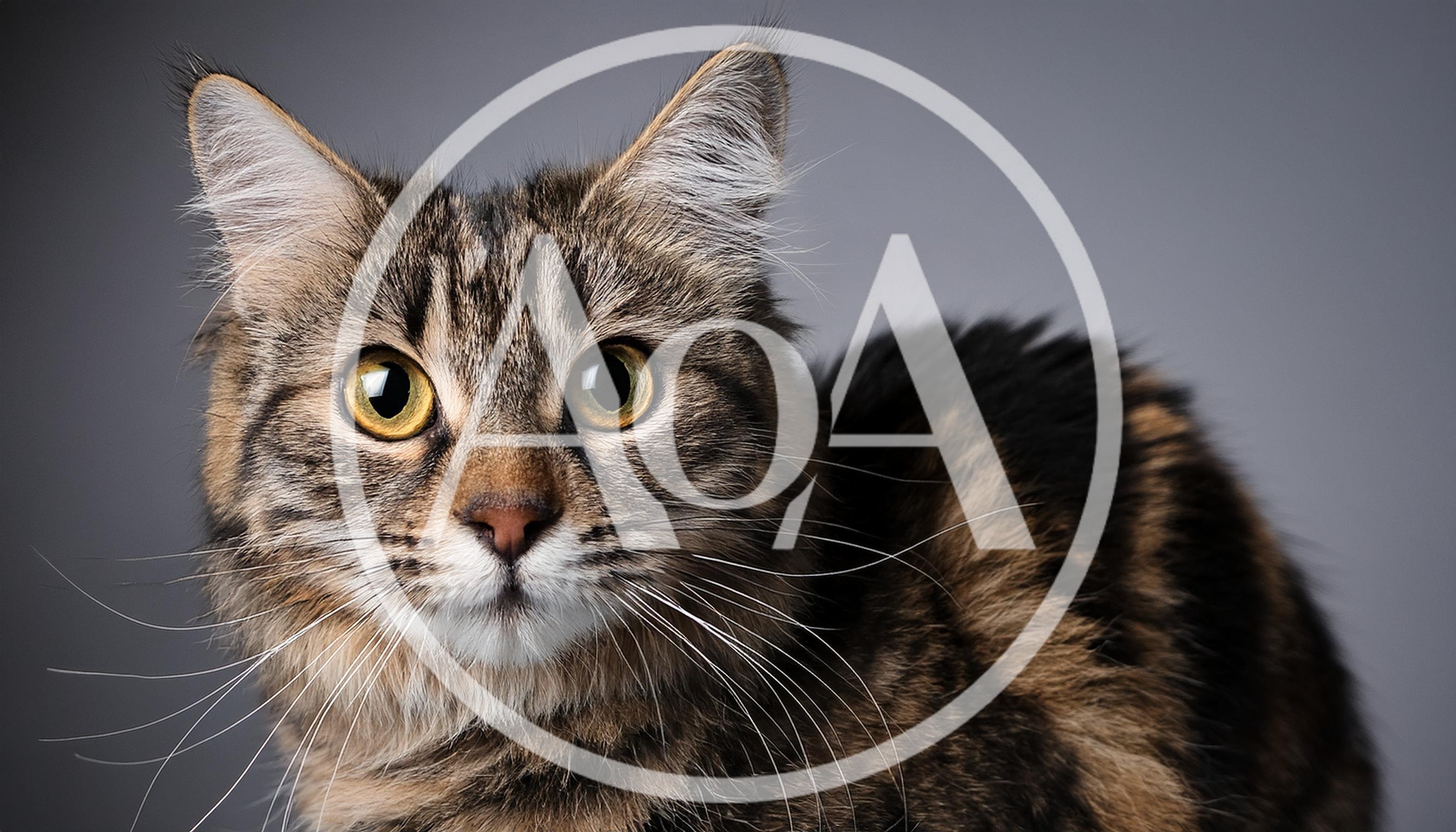 Portrait Of A Fluffy Brown Tabby Cat
