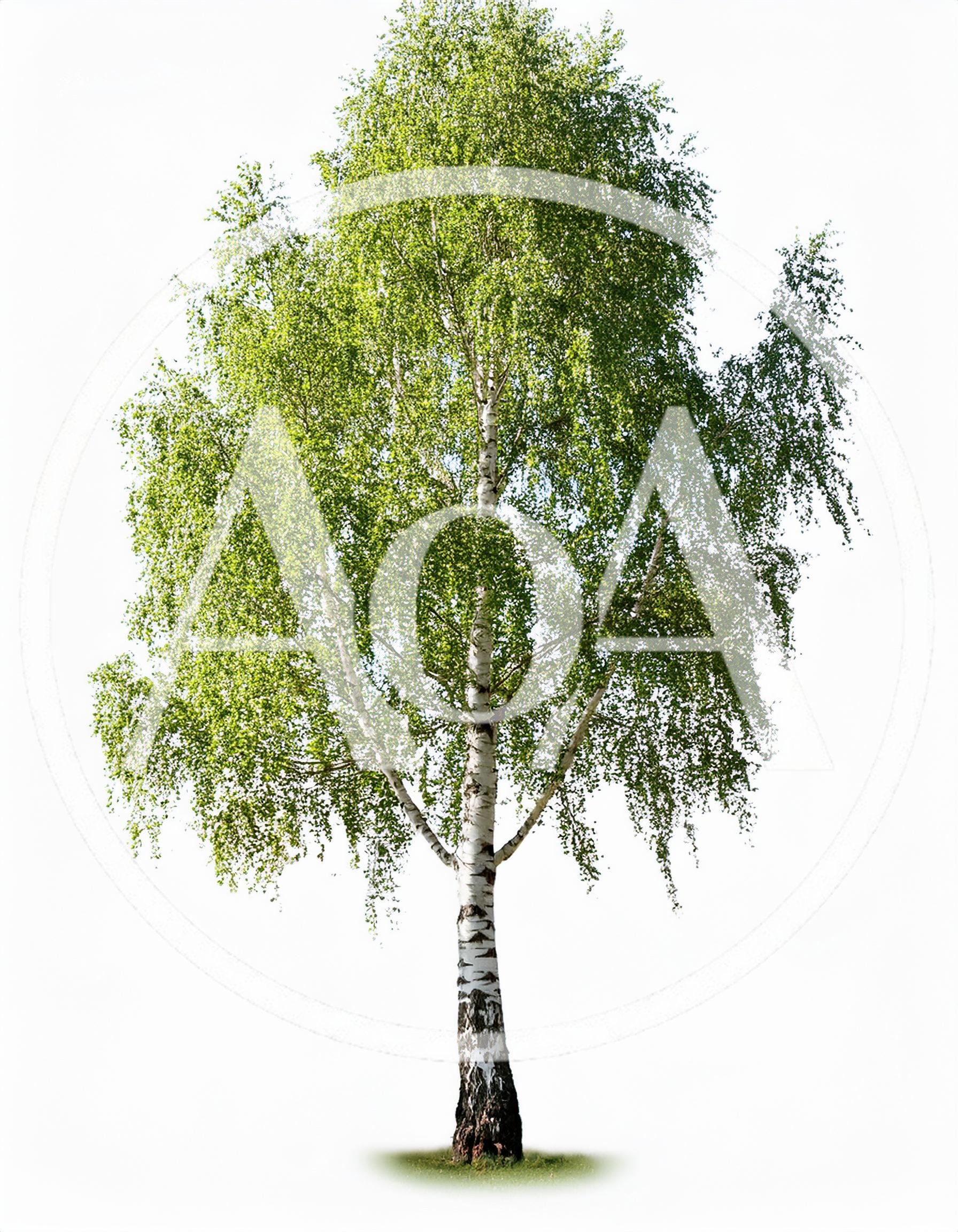 Single Silver Birch Tree Isolated On White Background