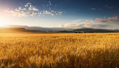Golden Wheat Field Under A Sunset Sky