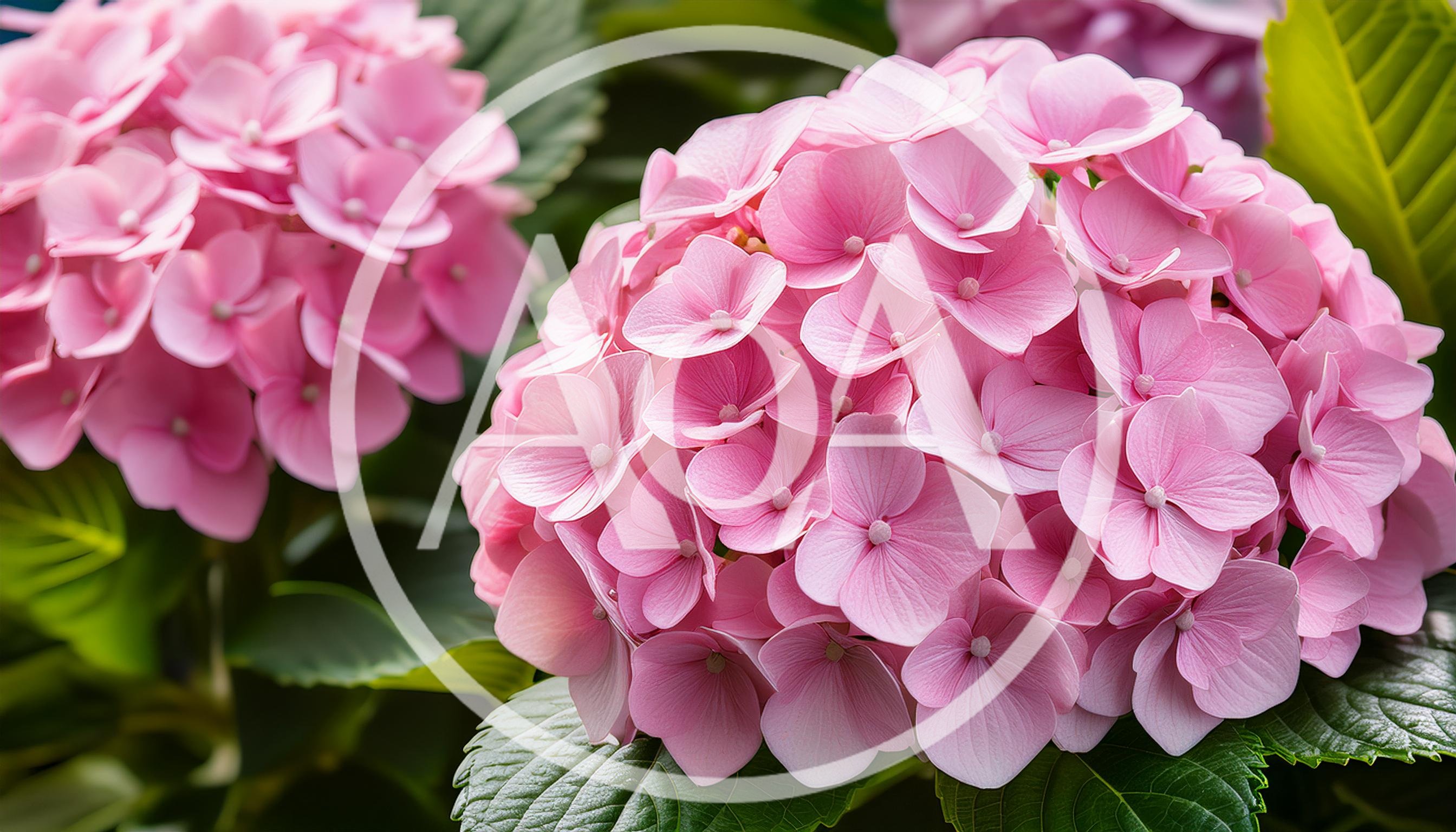 Vibrant Pink Hydrangea Flowers In Full Bloom