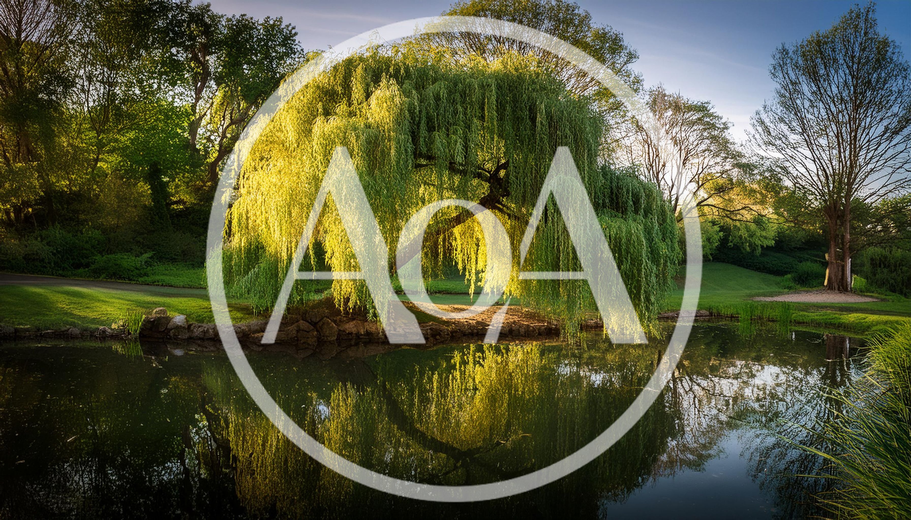Weeping Willow Tree Reflecting In A Calm Pond