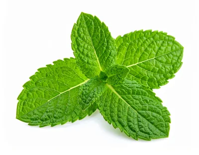 Fresh Green Mint Leaves Isolated On White Background