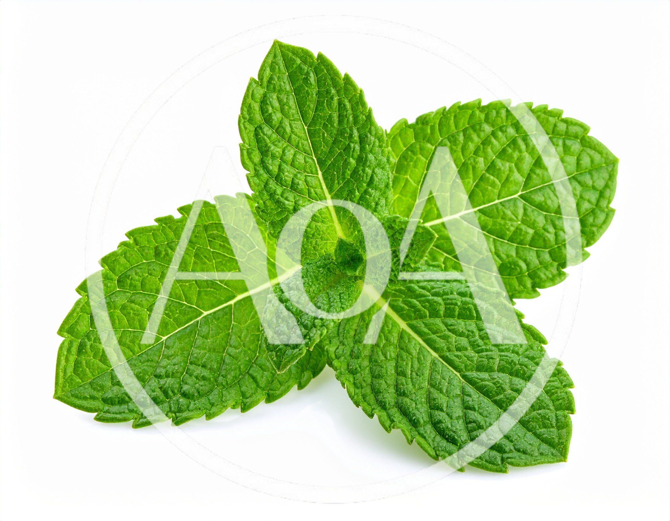 Fresh Green Mint Leaves Isolated On White Background