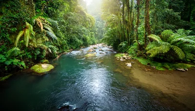 Tropical Rainforest River Flowing Through Lush Green Jungle
