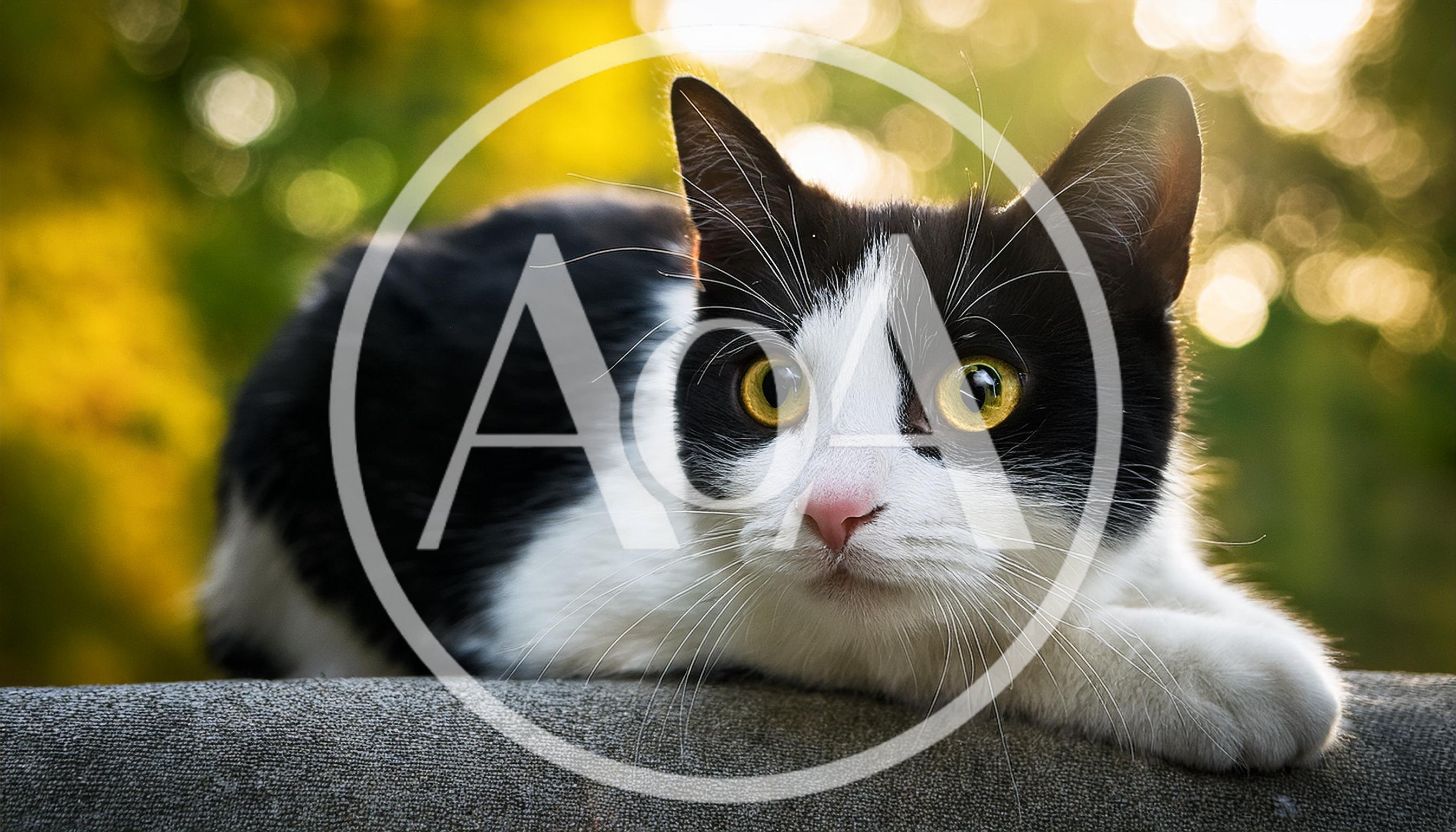 Black and White Cat Resting Outdoors