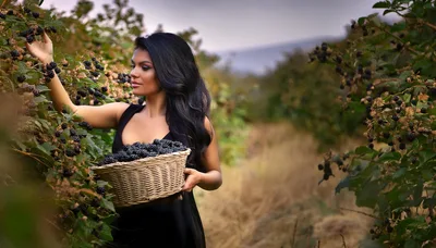 Beautiful Woman Harvesting Fresh Blackberries In A Sunny Orchard