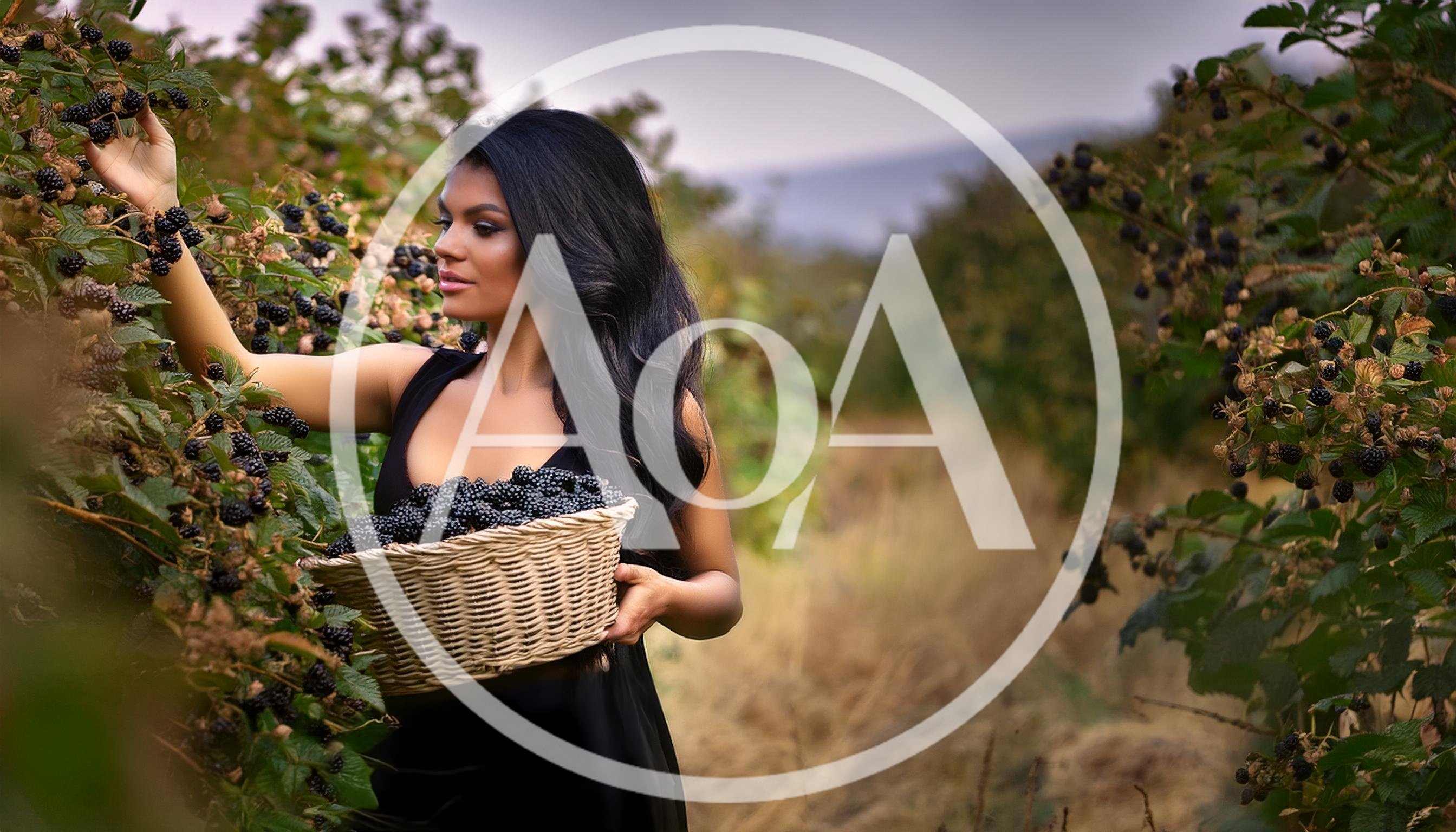 Beautiful Woman Harvesting Fresh Blackberries In A Sunny Orchard